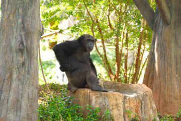 Fototapeta premium Chimpanzee,animal with brains nearby mankind.