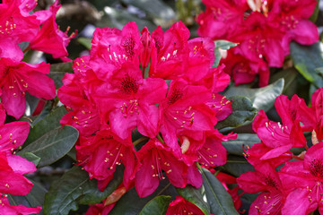 Rhododendronblüten