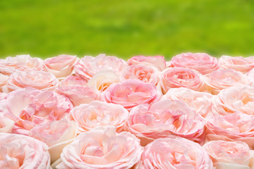 pink roses on green blurred nature background.