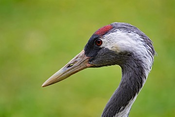 Eurasian Crane Portrait