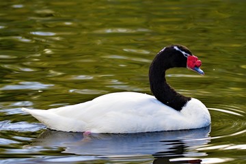 Black necked swan