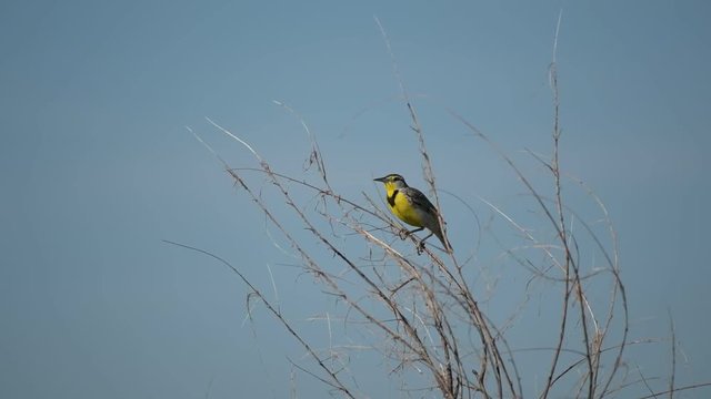 A Beautiful Western Meadowlark Singing on a Spring Morning