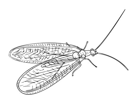 Vector illustration, isolated Neuroptera insect in black and white colors, outline hand painted drawing