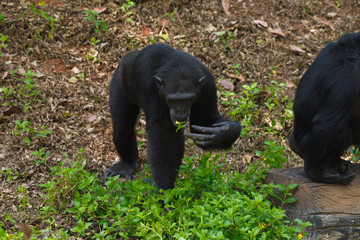 Chimpanzee,animal with brains nearby mankind.