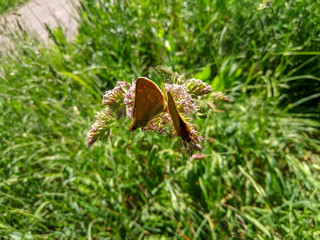 moths in the grass
