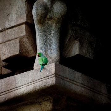 Parrot Settled On A Rock Cut Pillar In The Brihadishwara Temple, Gangaikondacholapuram, India