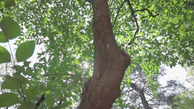ki_0606-2日光が差し込む瑞々しい新緑の木