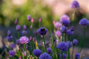 bees and chives 