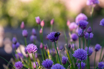 Obraz premium bees and chives 