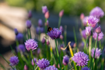 bees and chives 