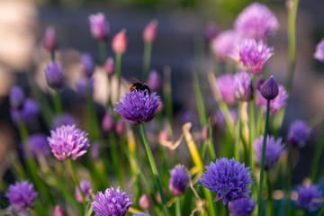 bees and chives 