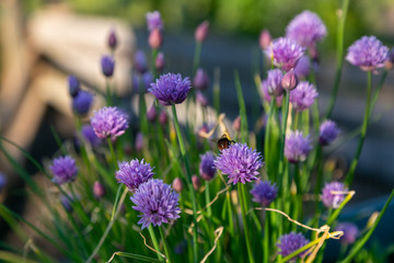 bees and chives 