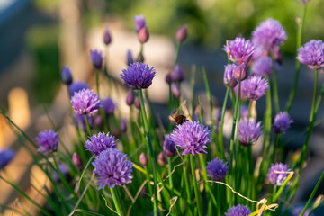 Fototapeta premium bees and chives 