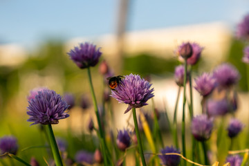 bees and chives 