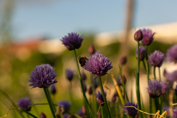 Fototapeta premium bees and chives 