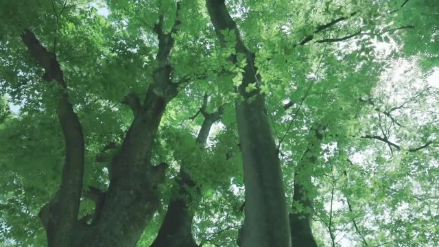 日光が差し込む瑞々しい新緑の木ki_0606-3