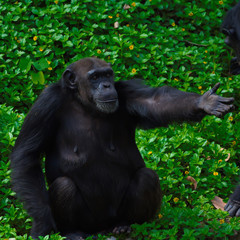 Chimpanzee,animal with brains nearby mankind.