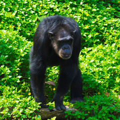 Obraz na płótnie Canvas Chimpanzee,animal with brains nearby mankind.