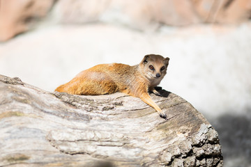 The yellow mongoose (Cynictis penicillata), sometimes referred to as the red meerkat