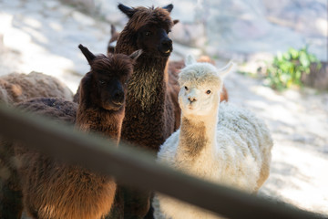 Alpaca lamas at the petting zoo over the fense