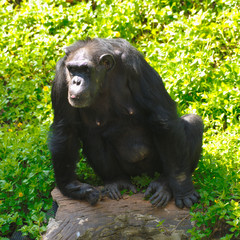 Chimpanzee,animal with brains nearby mankind.