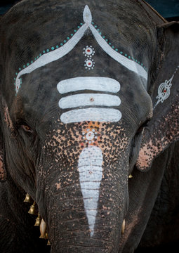 Traditional Painting On Elephant's Forehead, Pondicherry, India