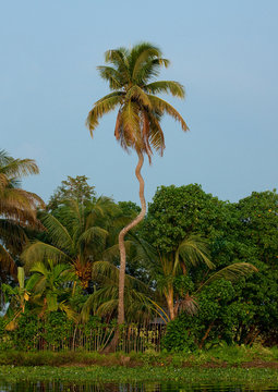 Twisted Palm Trees In Backwaters Of Kerala, Alleppey, India