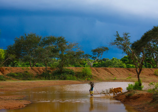 Woman Crossing A River With Her Cows While Storm Is Coming Over Kanadukathan Chettinad, India