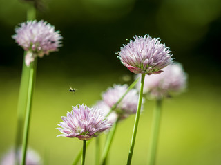 Ботанический сад СПБ