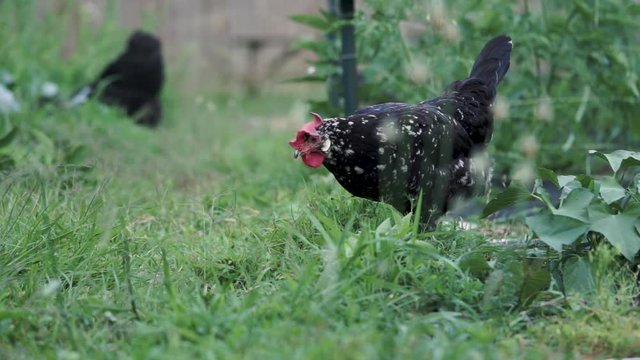 Chicken scratching and feeding in the grass.