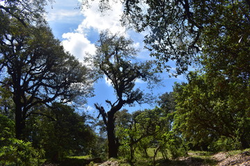 himalaya nature in panwali bugyal