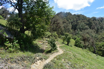 himalaya nature in panwali bugyal
