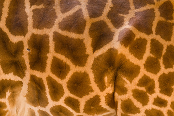 Genuine leather skin of giraffe with light at dark brown.