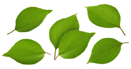 Apricot leaves isolated on white background