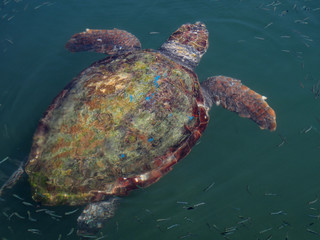Caretta caretta turtle in Ionian  sea - obrazy, fototapety, plakaty