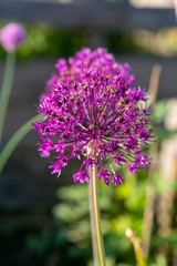 allium pink