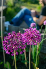 allium pink