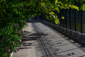 Alley in a green park near the metal fence