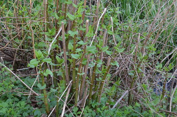 rdestowiec japoński, stanowisko młodych roślin, Reynoutria japonica