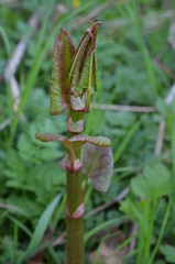 Rdestowiec japoński, ostrokończysty, młode pędy, Reynoutria japonica © Ewa