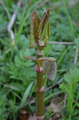 Rdestowiec japoński, ostrokończysty, młode pędy, Reynoutria japonica © Ewa