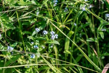 Field forget-me-not in green grass close-up. Blue small flowers forget me not on a summer meadow.