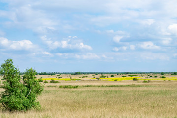 Fototapeta na wymiar Summer landscape panorama with meadows, fields, open horizon line. Nationaal Park Nieuw Land in the Dutch Provincie Flevoland. 