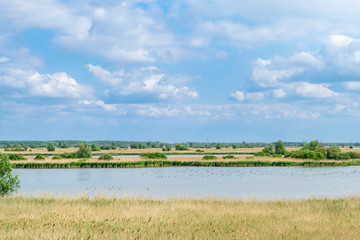 Dutch summer landscape panorama with lakes, marsh, meadows, open horizon line.  Nationaal Park Nieuw Land in the Provincie Flevoland in Holland. 