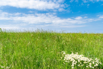 Summer landscape with green grass, wild flowers and blue sky. Sky and green land with a horizon line.