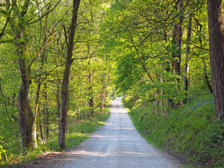 perspective view a narrow country lane running though bright sunlit spring woodland with a surrounding canopy of forest trees
