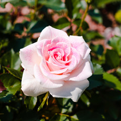 バラの花