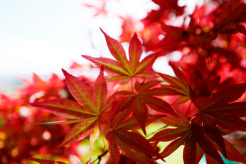 Indian Summer rotes Herbstlaub im Sonnenlicht