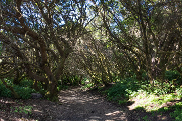 bosque encantado en pequeña isla remota
