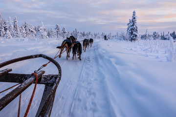Trineo de perros de nieve en Laponia